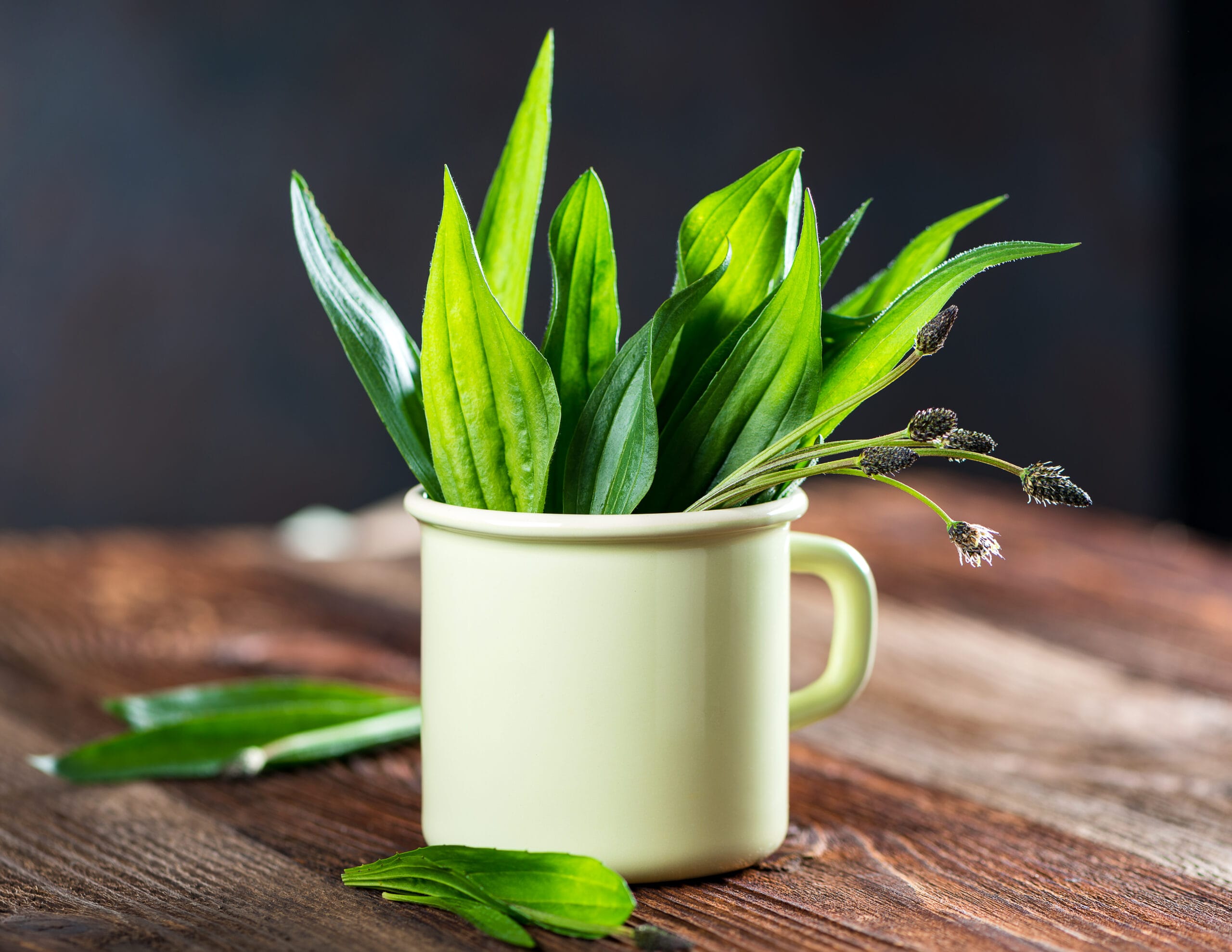Read more about the article SKŁADNIKI: BABKA LANCETOWATA – PLANTAGO LANCEOLATA