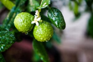 Owoce bergaotki zawierając limonen jako składnik olejków eterycznych